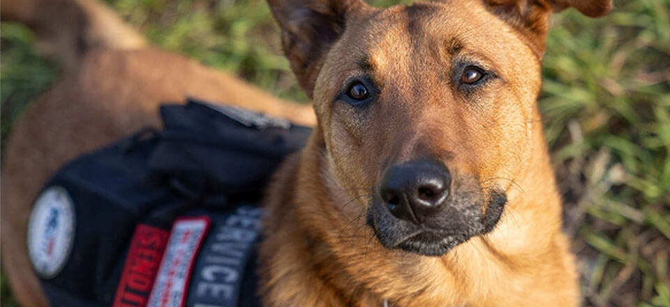 K9s For Warriors